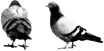 theme/pigeonthoughts/images/illustrations/illu_pigeons-02.png